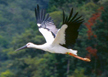 Птица - эмблема префектуры